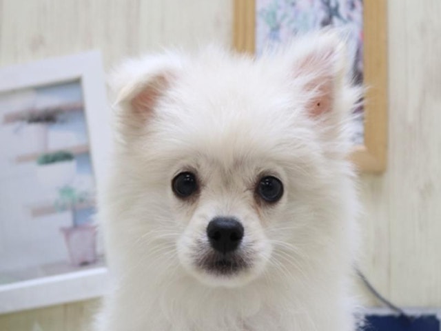 2024年3月17日生まれのハーフ犬の1枚目の写真